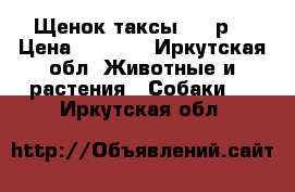 Щенок таксы 2000р. › Цена ­ 2 000 - Иркутская обл. Животные и растения » Собаки   . Иркутская обл.